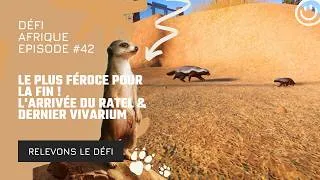 Miniature : LE PLUS FÉROCE POUR LA FIN ! 🦡 L'arrivée du Ratel & Dernier Vivarium (Ep.42)
