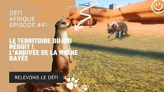 Miniature : LE TERRITOIRE DU ROI RÉDUIT ! 🦁 L'arrivée de la Hyène rayée (Ep.41)