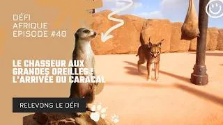 Miniature : LE CHASSEUR AUX GRANDES OREILLES ! 🐾 L'arrivée du Caracal (Ep.40)