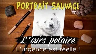 Miniature : PORTRAIT SAUVAGE, Episode 4 : L'ours polaire : Survivre sur une banquise en péril. (timelapse)