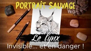 Miniature : PORTRAIT SAUVAGE, Episode 3 : Le lynx, prédateur discret et menacé. (timelapse)