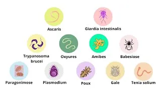 Miniature : Les infections parasitaires expliquées en 9 minutes