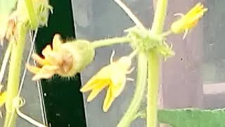 Miniature : 1ères tomates et défi pastèque 😉