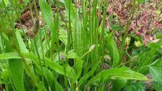 Miniature : Le plantain, c'est super bien :)