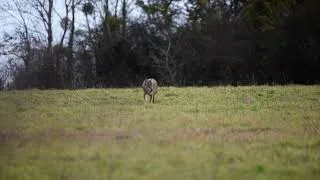Miniature : Le loup filmé par un photographe amateur dans le Bassigny, en Haute-Marne