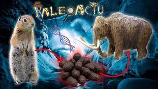Miniature : Paléoactu:  🦣 De l'ADN de mammouth dans des crottes d'écureuil préhistorique ? 🐿️