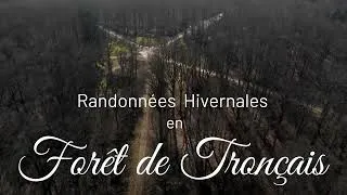 Miniature : Randonnée durant l'hiver 2025 en Forêt de Tronçais, avec ses étangs.