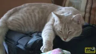 Miniature : Rigolo XIV Le chat