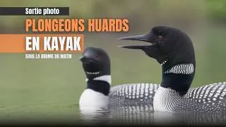 Miniature : Plongeons huards : une semaine par année pour filmer CE moment