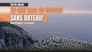 Miniature : La colonie de fous de Bassan la plus accessible au monde (lever de soleil)
