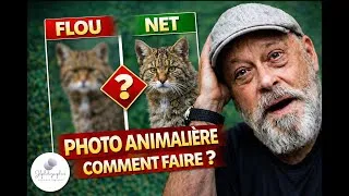 Miniature : Comment faire des photos animalières nettes à tous les coups (méthode simple)