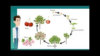 Miniature : Cycle 3-  6e - Le cycle de développement et la reproduction des plantes à fleurs