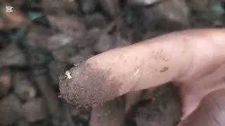 Miniature : Un engrais NPK gratuit pour vos cultures.: germination de macabo. 
