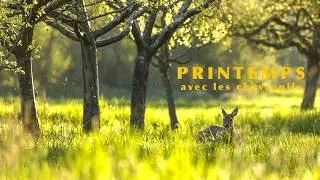 Miniature : Parenthèse - En compagnie des Chevreuils