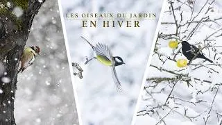 Miniature : Photographie animalière les oiseux du jardin en hiver - INSTANT SAUVAGE