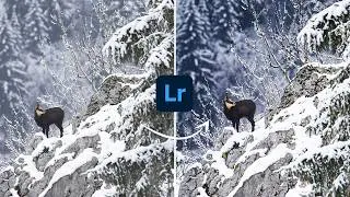 Miniature : VOICI COMMENT JE RETOUCHE CETTE PHOTO DE CHAMOIS - Tuto Lightroom