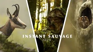 Miniature : La nature au fils des saisons - INSTANT SAUVAGE - Photographie animalière