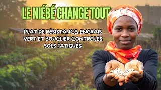 Miniature : Niébé : l’allié du mil qui nourrit la terre (agroécologie)