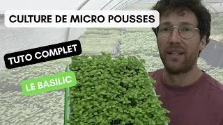 Miniature : La culture des micro pousses de Basilic [Tuto complet]