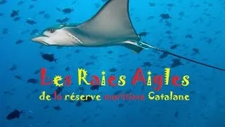 Miniature : Une plongée exceptionnelle au milieu des Raies Aigles de la réserve maritime des Iles Médes