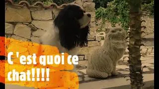 Miniature : J aime pas les chats !!!Louna 1
