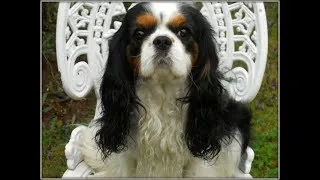 Miniature : Cavalier King Charles