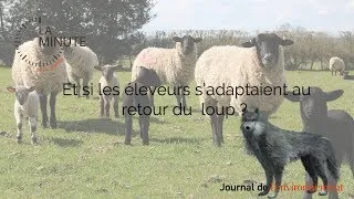Miniature : Et si les éleveurs s'adaptaient à la présence du loup ?