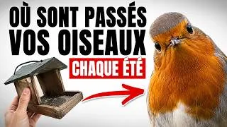 Miniature : Vous Nourrissez le Mauvais Oiseau Depuis des Mois (Et Vous Ne Le Saviez Pas