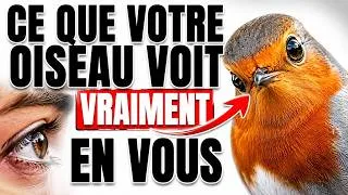 Miniature : Ce Rouge-Gorge Que Vous Nourrissez Chaque Matin N'Est Peut-Être Plus Le Vôtre