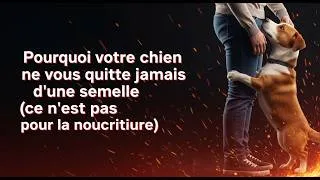 Miniature : Ce que votre chien ressent vraiment quand il refuse de vous laisser seul