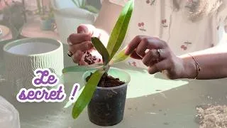 Miniature : Rempoter un sabot de Vénus : pourquoi chaque année ?