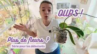 Miniature : Orchidée jamais rempotée : les conséquences !