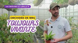 Miniature : Une orchidée de 1894 vit toujours dans les serres du Sénat | Les Orfèvres du Labelle #1