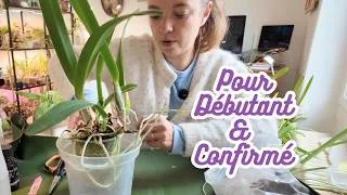 Miniature : Rempotage de Cattleya : ce que j'ai découvert en sortant les racines...