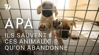 Miniature : Ils sauvent ces animaux qu'on abandonne - Reportage au cœur de l'Association Protectrice des Animaux