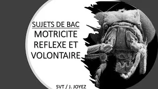 Miniature : SUJETS BAC Motricité 2