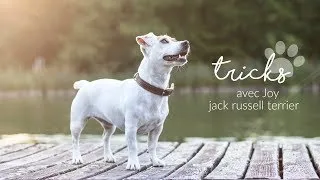 Miniature : Tricks avec JOY, jack russell terrier