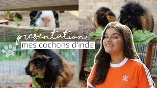 Miniature : Présentation de mes cochons d'inde #2