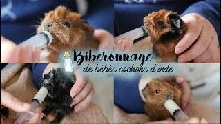 Miniature : Biberonnage de bébés cochons d'inde 🍼