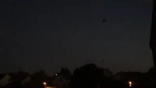 Miniature : Vol de chauve-souris amoureuse