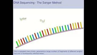 Miniature : Animation sur le séquençage par la méthode de Sanger