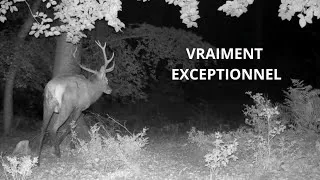 Miniature : Une coulée exceptionnelle !!! ( Beaucoup d'animaux)