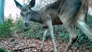 Miniature : UNE BICHE VIENT TRÉS PRÉS DE MON PIÈGE PHOTO !!! 😱📷