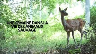 Miniature : UNE SEMAINE DANS LA VIE DES ANIMAUX SAUVAGE 😍