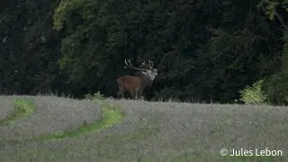 Miniature : LE ROI FAIT LE BEAU 😍🦌