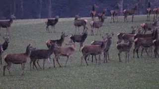 Miniature : ÉNORME HARDE DE BICHE 😱🦌