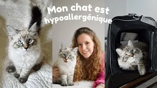 Miniature : MON CHAT EST HYPOALLERGÉNIQUE - Bilan après 1 an de cohabitation avec un chat Sibérien