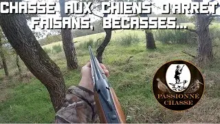 Miniature : Chasse aux chiens d'arrêt (braque français): Faisans, Bécasses...