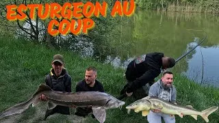 Miniature : Pêche de L'ESTURGEON A LA CANNE A COUP