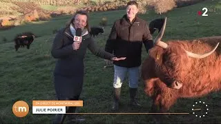 Miniature : Rencontre des vaches Highland Cattle dans le Parc Naturel du Vercors // Télématin - France 2